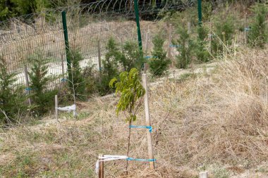 Küçük fidanlar küçük ağaçlara bağlanmış çimensiz araziye yeni ekilmiş gün ışığında yakın mesafede.