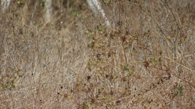 Doğada, orman alanı gün ışığında kurudu, uzun otlar bej renginde.