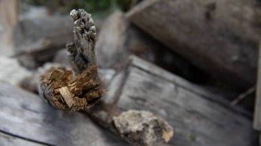 Tahta parçaları birbiri üzerine dizilmiş makro ateş ederken gün ışığında gri renkli.