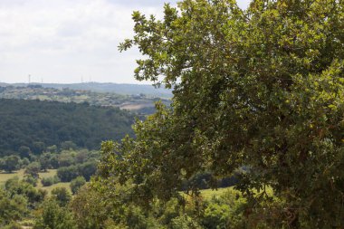 Arkaplanda bulutlu bir gökyüzünden çekilen yeşil yapraklı doğal gün ışığında canlı renklere sahip ağaçlar.