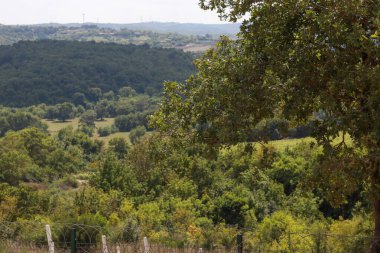 Arkaplanda bulutlu bir gökyüzünden çekilen yeşil yapraklı doğal gün ışığında canlı renklere sahip ağaçlar.