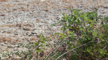 Küçük fidanlar küçük ağaçlara bağlanmış çimensiz araziye yeni ekilmiş gün ışığında yakın mesafede.