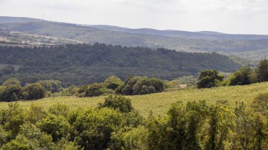 Arkaplanda bulutlu bir gökyüzünden çekilen yeşil yapraklı doğal gün ışığında canlı renklere sahip ağaçlar.