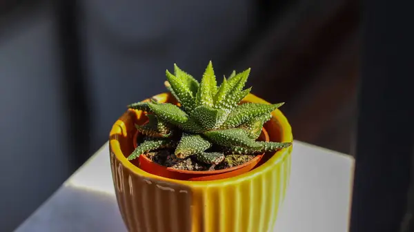 Kunstplanten Een Zoete Pot Macro Shot Gedetailleerd Bij Daglicht — Stockfoto