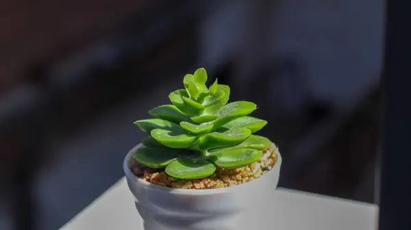 Artificial Plants Sweet Pot Macro Shot Detailed Daylight — Stock Photo, Image