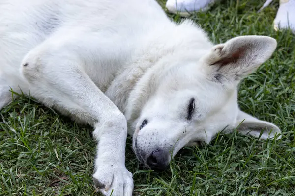 信じられないほど甘い動きとシャイな目で日光の中で白いふわふわのオオカミブレイド犬のクローズアップ — ストック写真
