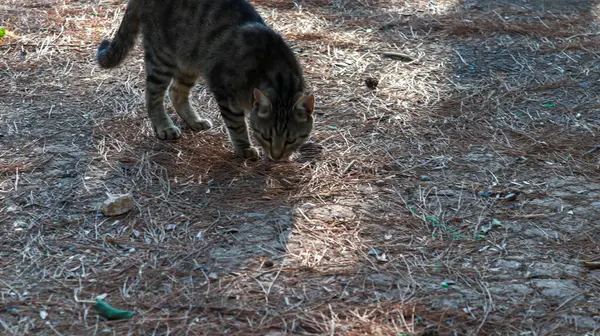 Doğada Gündüz Yürüyen Kedi Kediye Odaklanmış — Stok fotoğraf