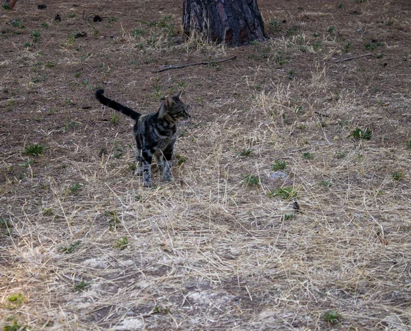 Cat Walking Nature Daylight Focused Cat — Stock Photo, Image