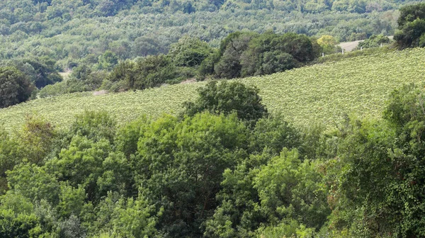 Små Plantor Bundna Till Små Träd Nyplanterade Gräsfri Mark Närbild — Stockfoto