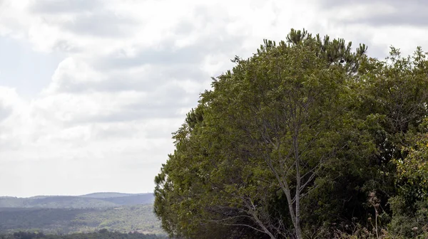 Зеленые Лиственные Деревья Естественными Яркими Цветами Естественном Дневном Свете Стрельба — стоковое фото