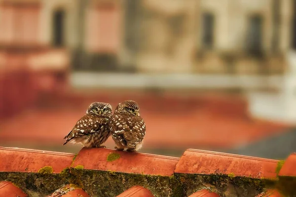 Owls Cuddling Roof — Stock Photo, Image