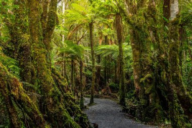 Güneşli bir günde yeşil bir ormanda güzel bir patika görüntüsü.