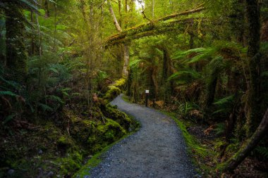 Dağlardaki ormana giden yol.