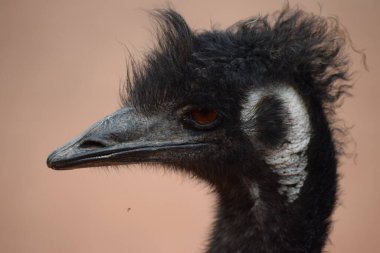 La mirada de Emu penetrante haca su al refordor 