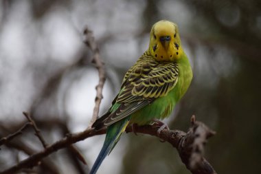 La mirada de Emu penetrante haca su al refordor 