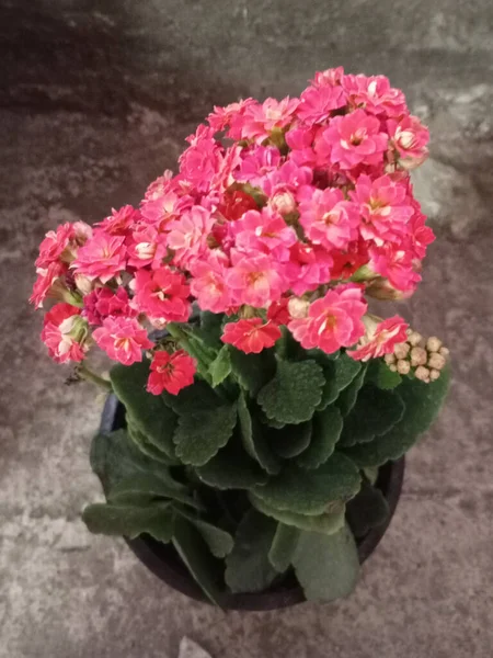 Ot ile Red Kalanchoe Bitkisi