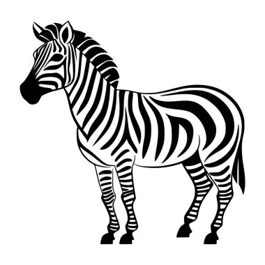 Zebra vahşi hayvan poz veriyor.