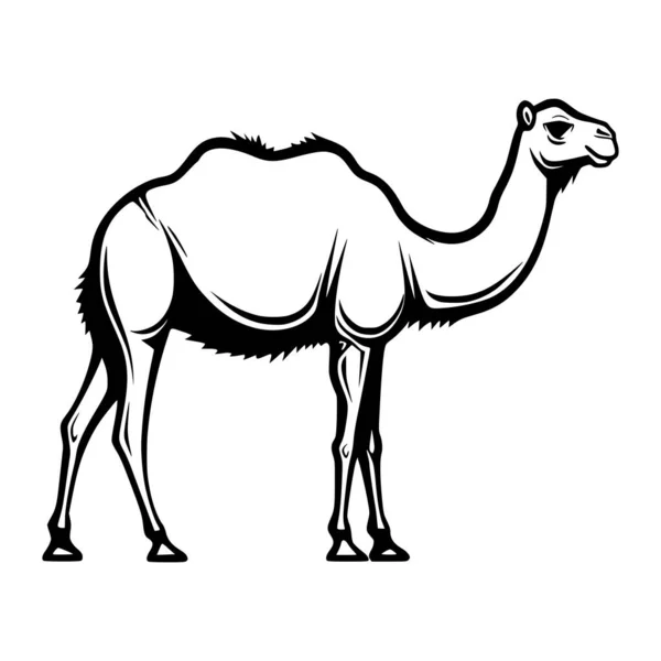 Kamel Auf Wüste Wildes Tier Illustration — Stockvektor