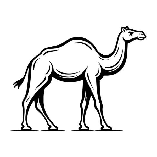 Wielbłąd Spacery Ssak Zwierzę Ilustracja — Wektor stockowy