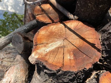 Ağaçları kes, güneşli bir günde bahçedeki ağaçları kes. Seçici odak.