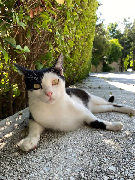 Sokak kedisinin dikey fotoğrafı. Sokakta bitkilerin yanında siyah beyaz bir sokak kedisi oturuyor.