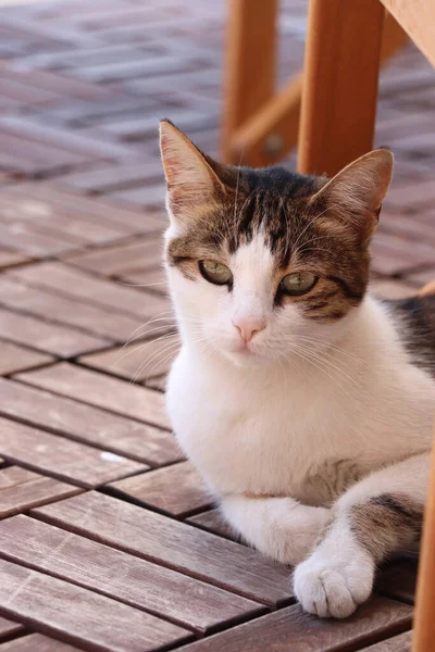 Tahta verandada, sandalyenin altında oturan bir kedi.