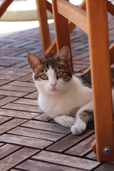 Oturan kedinin dikey fotoğrafı. Tahta verandada, sandalyenin altında oturan kedi. Seçici odak.