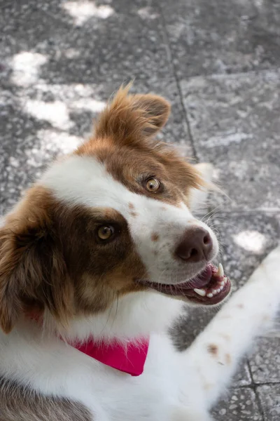 Gülümseyen Border Collie 'nin dikey fotoğrafı, yerde oturup arkasına bakan mutlu bir Border Collie. Seçici odak.