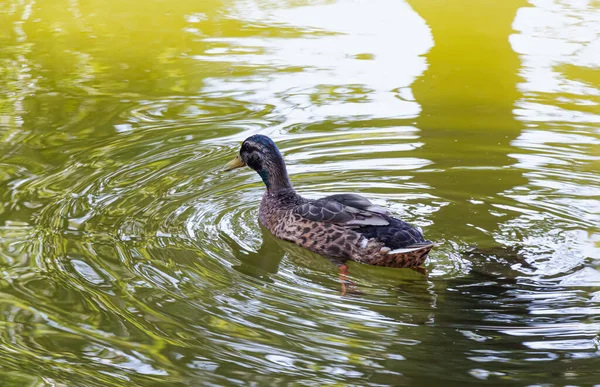 Bu kuş, Ankara 'nın en popüler merkez parkı olan Kugulu Parkı' nda yer almaktadır. 