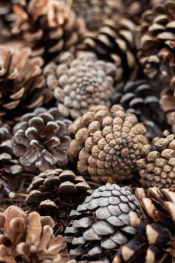 Bir grup koninin dikey fotoğrafı. Kapatın. Seçici Odaklanma.