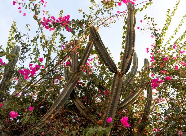 Büyük kaktüs ağacı. Yazın pembe çiçekli büyük bir kaktüs ağacı.