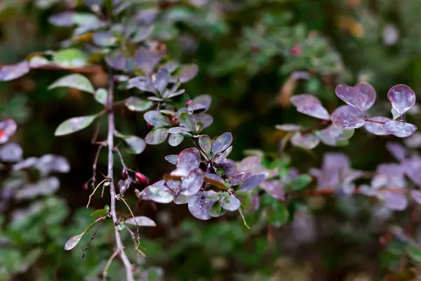 Barberry veya Berberis. Güzel böğürtlen ya da berberin yakın fotoğrafını çek. Seçici Odaklanma.