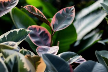 Fabrikayı kapatın. Evde büyük yapraklı bitkiler var. Seçici Odaklanma.