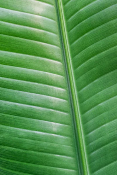Tropical tree leaf. Close up a big green leaf of tropical plant.