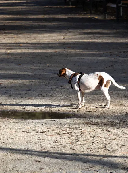 Kahverengi ve beyaz köpek. Parkta tek başına duran kahverengi ve beyaz bir köpeğin dikey fotoğrafı. Seçici odak.