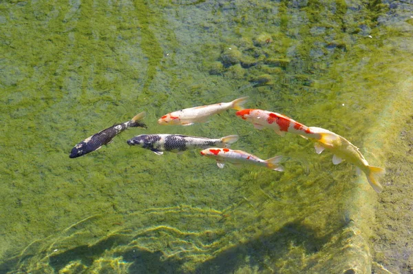 Koi Fische Teich — Stockfoto