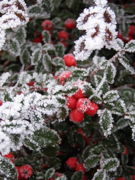 Gyönyörű Piros Bogyók Hóban — Stock Fotó