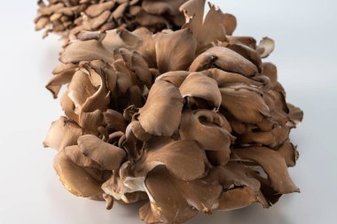 Fresh, fragrant and delicious maitake mushrooms
