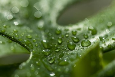 Beautiful new leaves and water drops