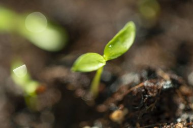 Güzel yeni yapraklar ve su damlaları