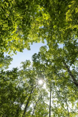 Japan's beautiful natural forests and low mountains clipart