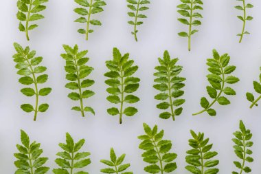 Sansho iyi bir şekil ve aromayla ayrılıyor.