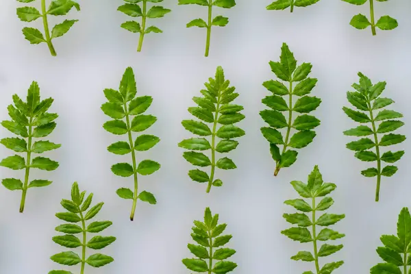 stock image Sansho leaves with a good shape and aroma