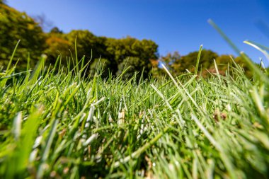 Taze yeşil yaprakların rüzgarda güzelce savrulduğu ormanda