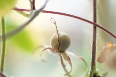 Japonya 'da popüler bitkilerin güzel asagaosu