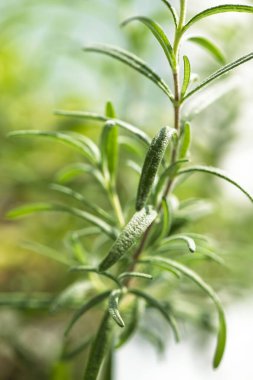 Biberiye yaprakları parlak bir odada büyüyor.