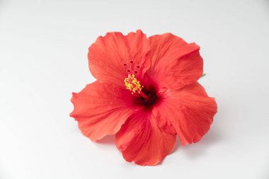 Güzel açan kırmızı amber çiçeği.