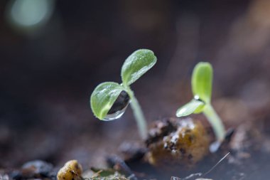 Beautiful new leaves and water drops