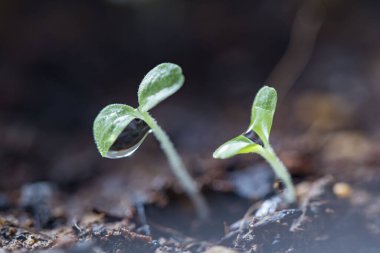 Beautiful new leaves and water drops