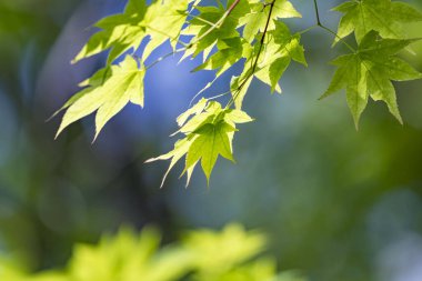 Japonya 'nın güzel doğal ormanları ve alçak dağları